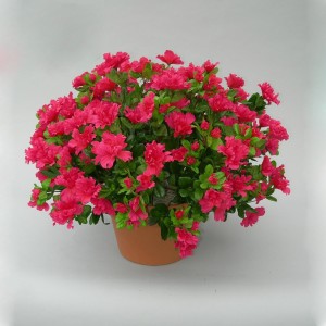 bunga merah